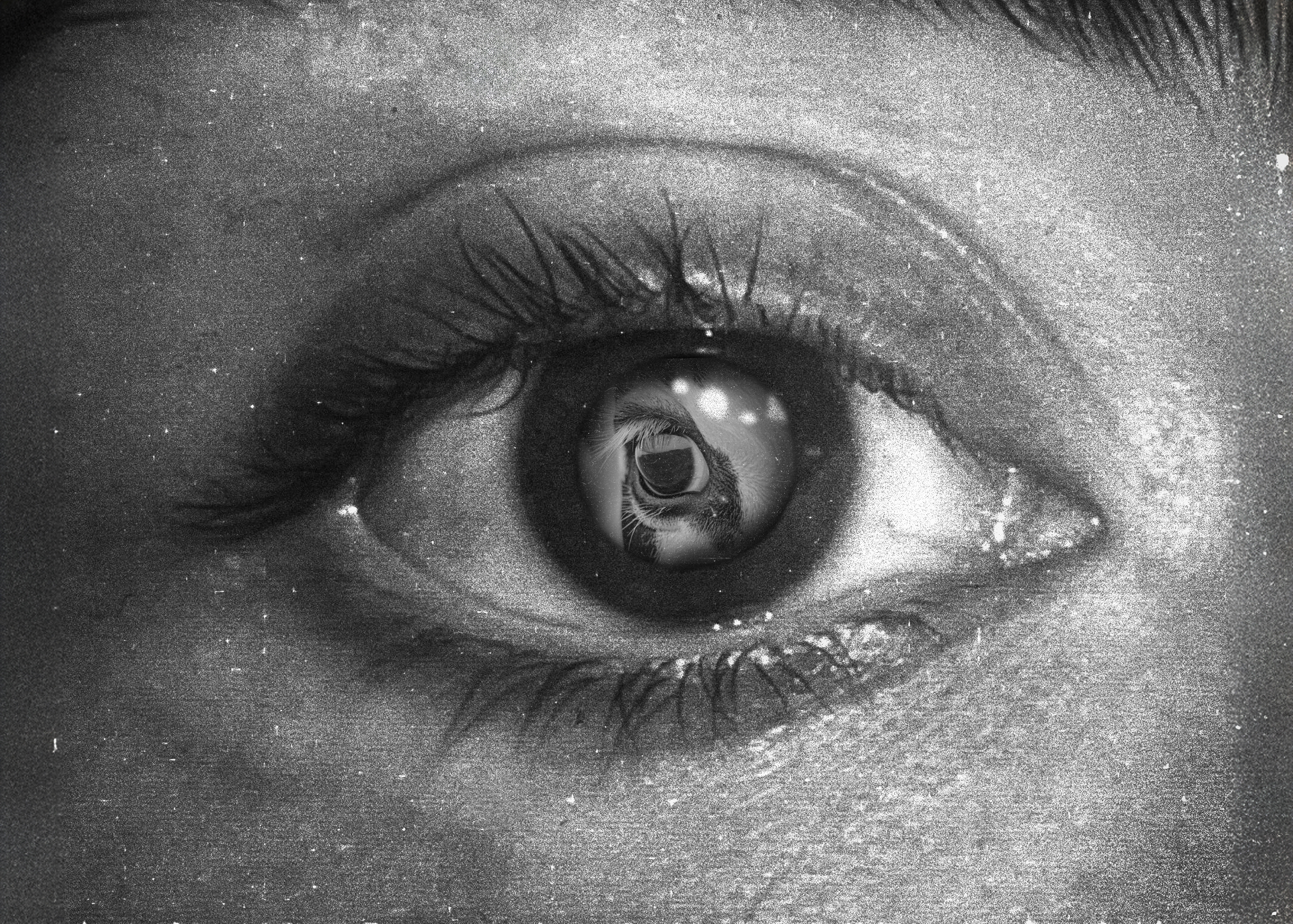 Essay über Veganismus